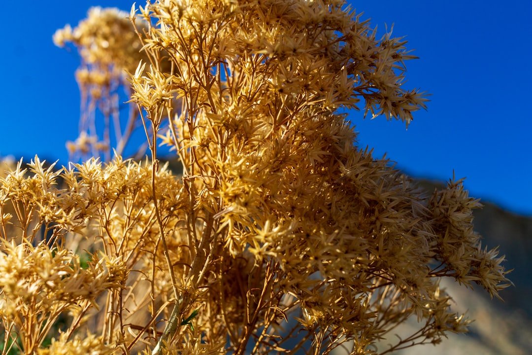 CBOT Wheat, Corn, and Soy Prices Surge Amid Market Dynamics