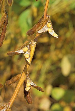 How Does Irish Agriculture Navigate the Soybean Dilemma in Global Trade?
