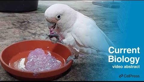 Study Reveals Cockatoos’ Unique Food-Flavoring Behavior