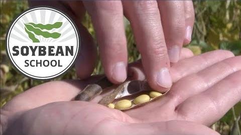 Canadian Farmers Launch $4.3M Project to Boost Soybean Sector
