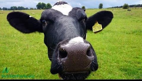 Plant-Based Protein: Myths Debunked and Health Benefits Revealed