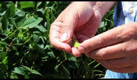 Deep Learning Enhances Soybean Seed Identification Through LIBS